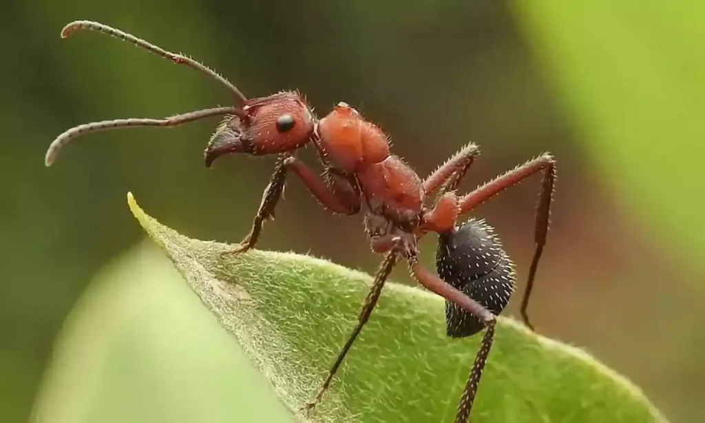 مورچه‌ی پرنده‌ی هندی
