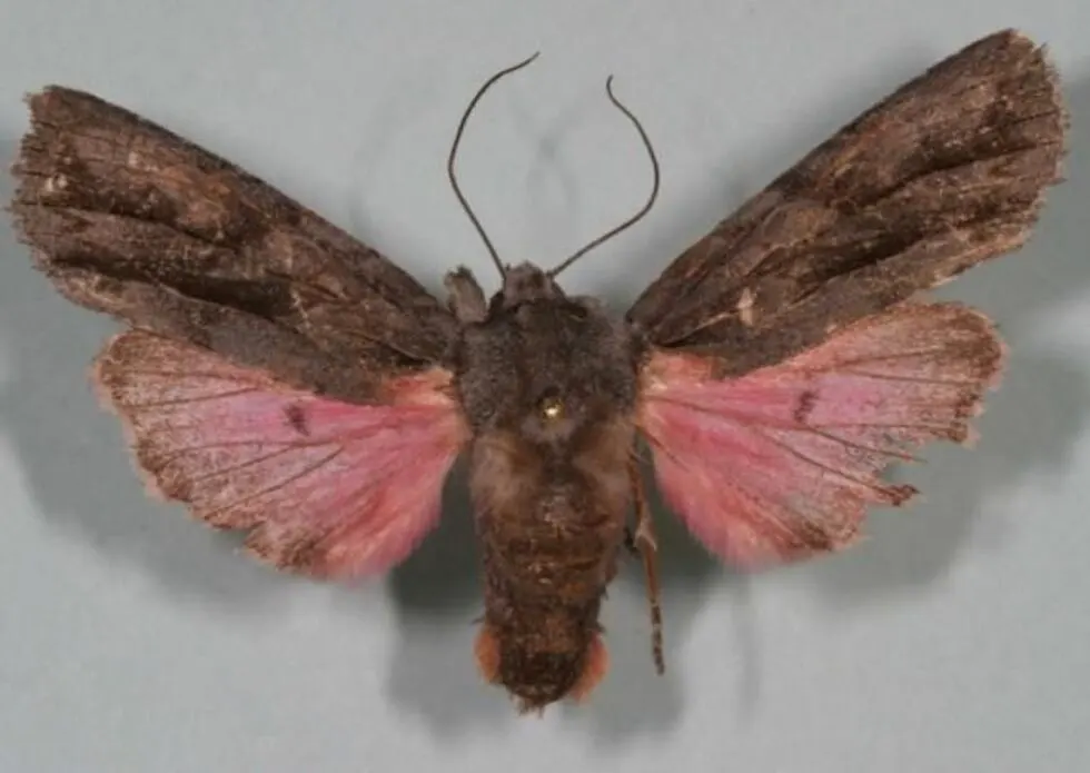 ویروس آخرالزمانی