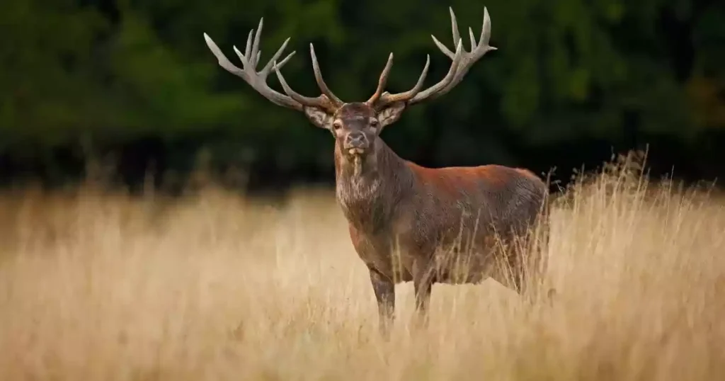 افتادن شاخ گوزن‌ها