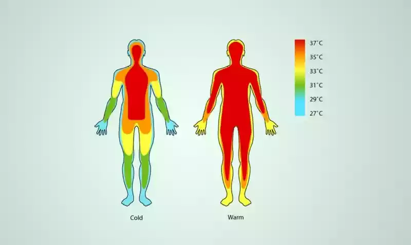 بدن انسان چگونه دمای خود را تنظیم می کند؟
