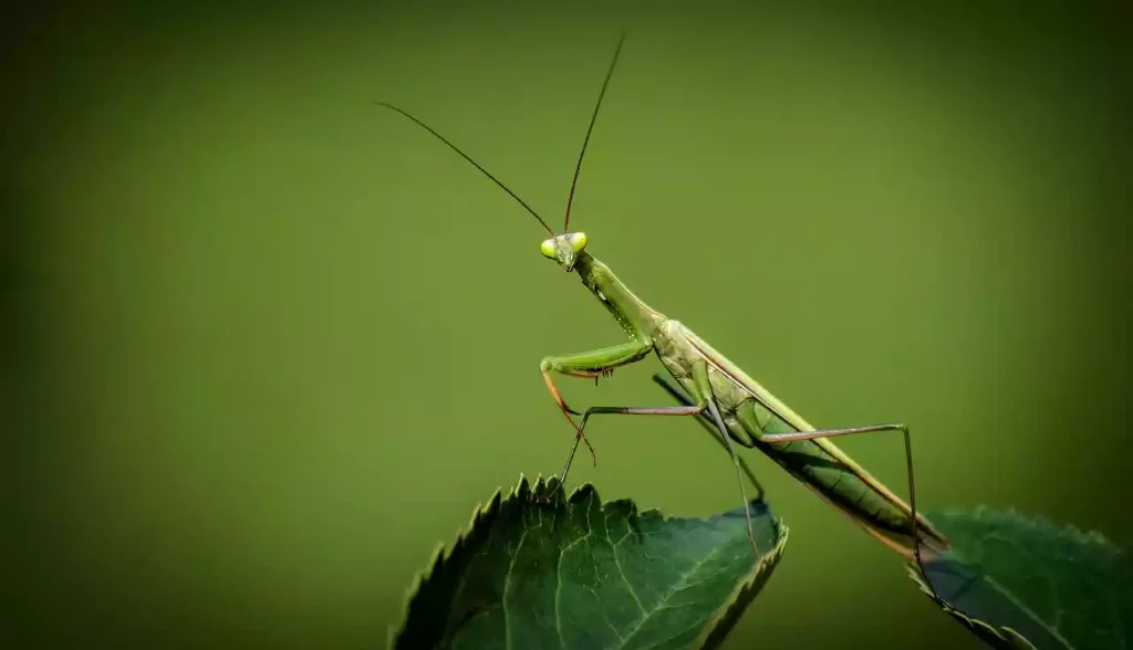 حیواناتی که جفت خود را می خورند