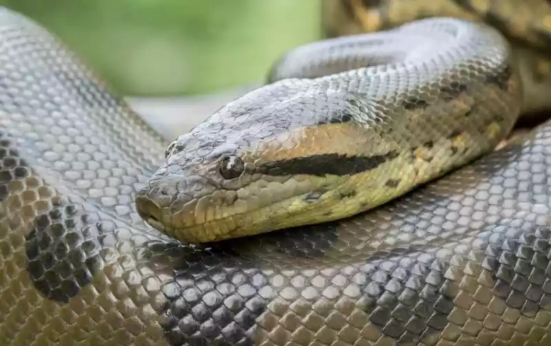 حیواناتی که جفت خود را می خورند