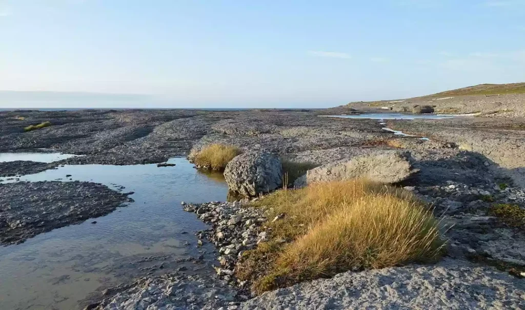 موجودات عجیب و غریب در سواحل نیوفاندلند