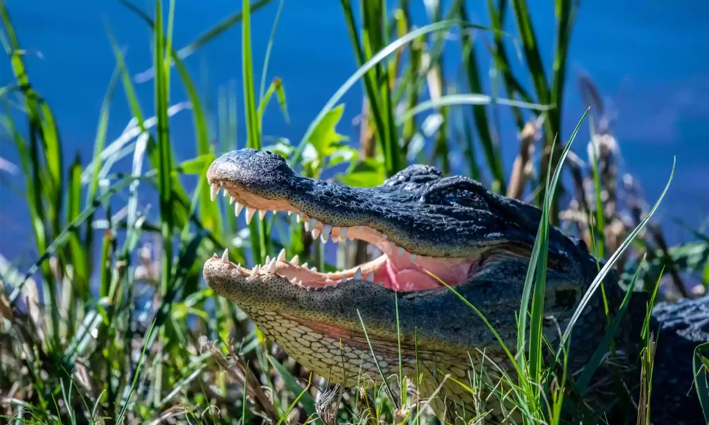 کدام حیوان نمی تواند زبانش را از دهانش بیرون بیاورد؟