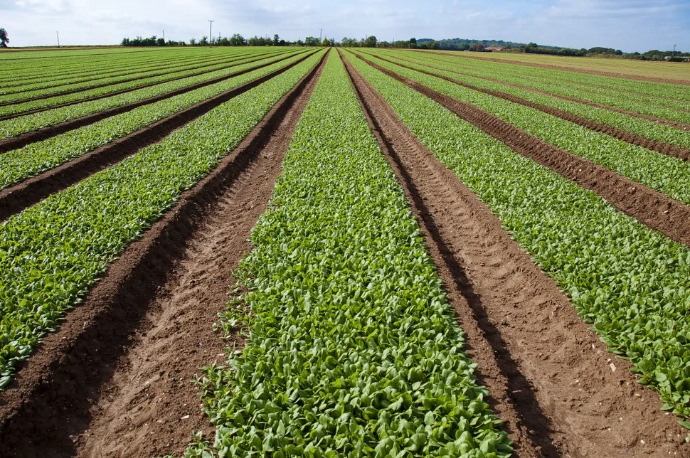 هترین محصولات برای کشت در دوران آخرالزمان