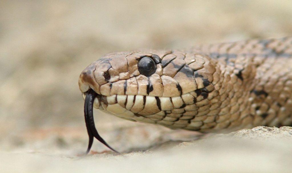 مردی که ۲۰۰ بار توسط مار گزیده شده است، به ساخت پادزهری «بی‌نظیر» کمک می‌کند