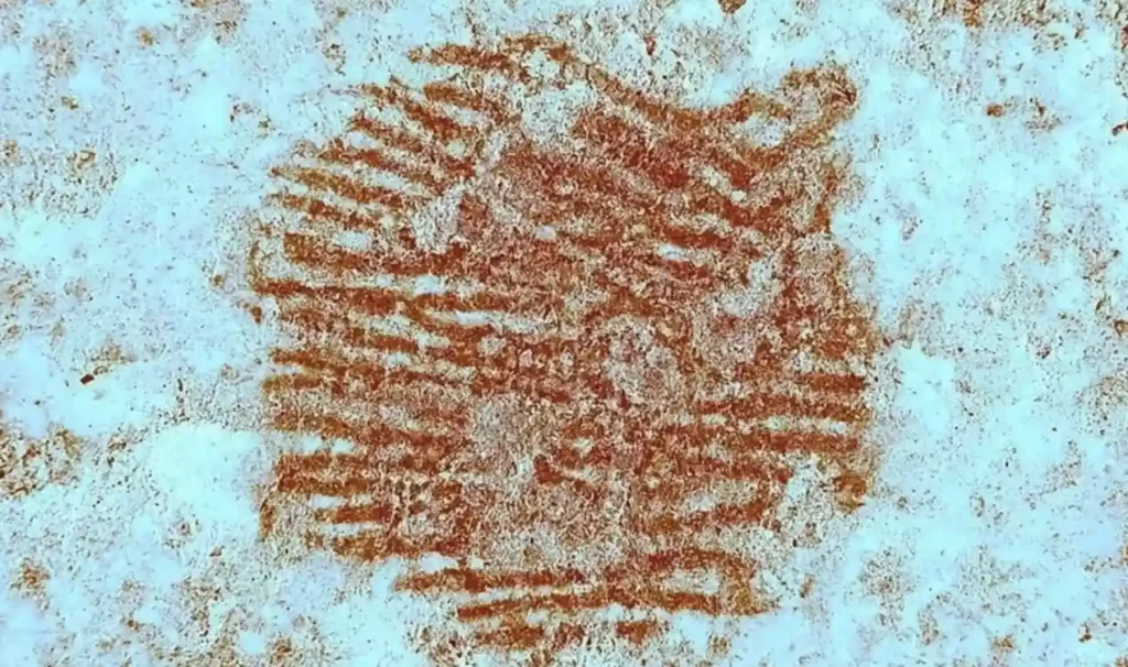 کشف قدیمی‌ترین اثر انگشت انسانی روی هنر سنگی باستانی