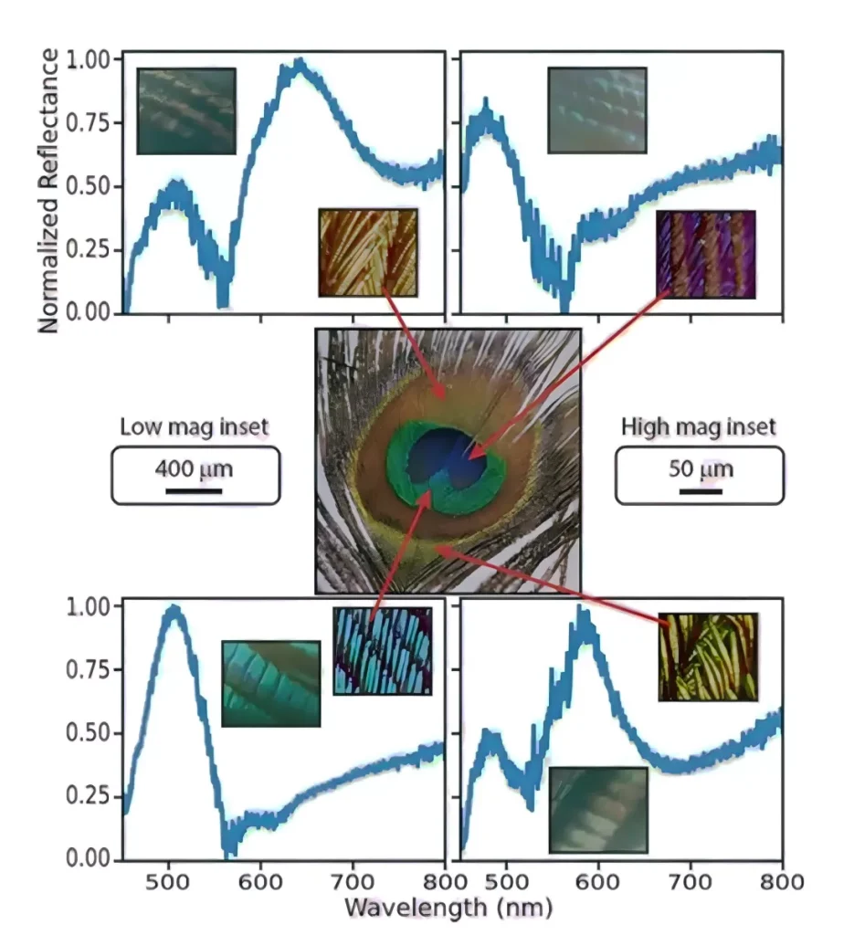 ساخت پرتوهای لیزر از پرهای طاووس