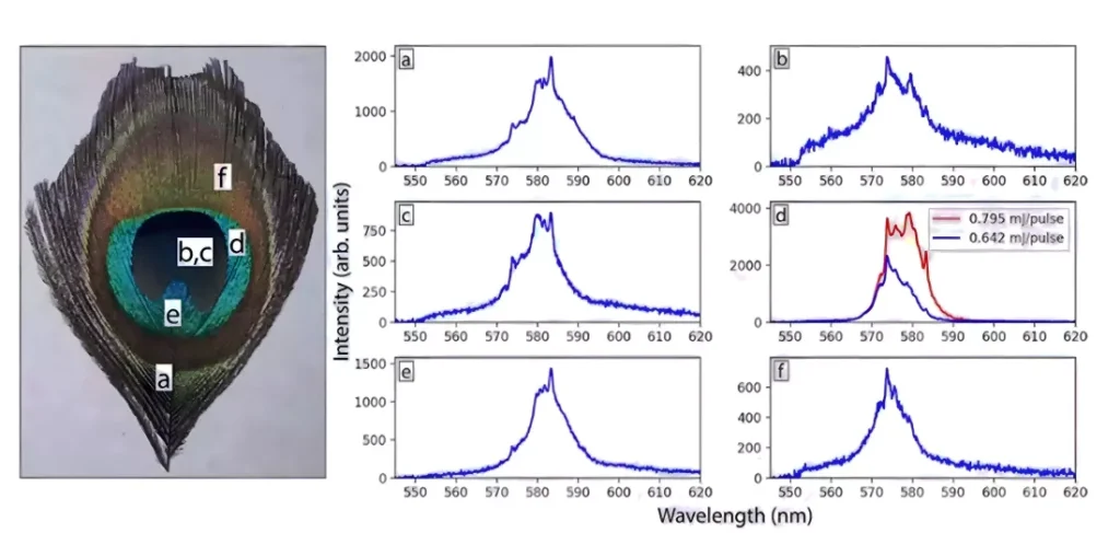 ساخت پرتوهای لیزر از پرهای طاووس