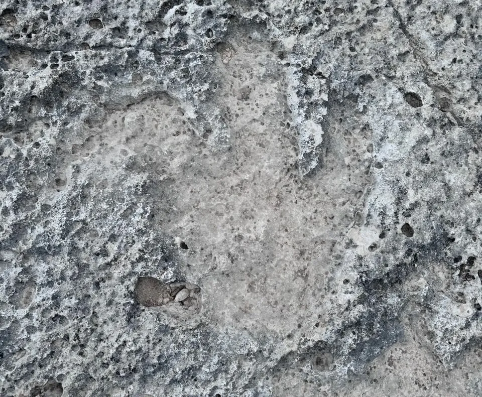 کشف ردپای دایاناسورها در تگزاس پس از سیل ویرانگر