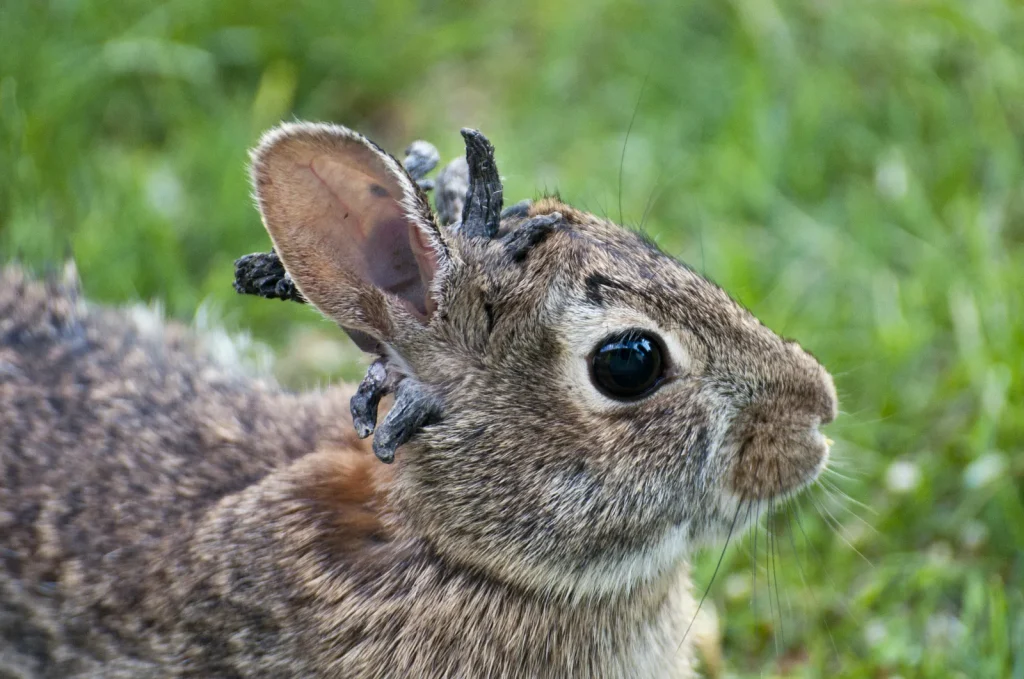 شاخ‌ روی سر خرگوش‌های کلرادو