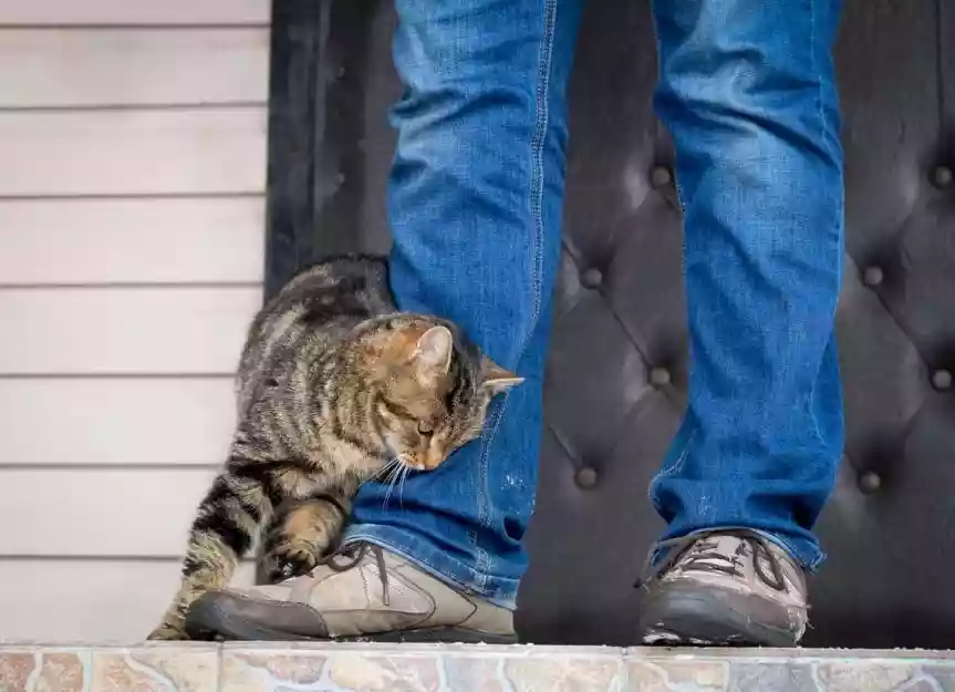 چرا گربه‌ها خودشان را به پاهای شما می‌مالند؟