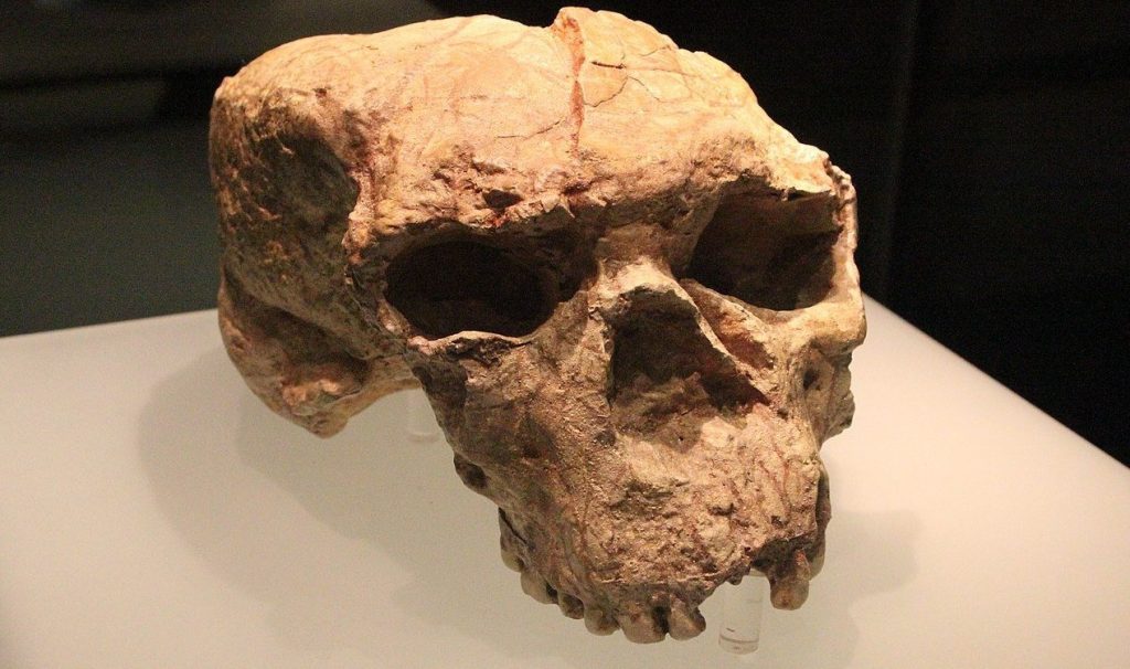 جمجمه ۱ میلیون ساله