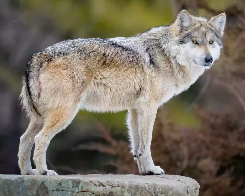 نادرترین گونه‌های گرگ در جهان