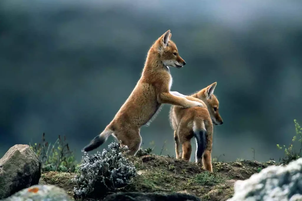 نادرترین گونه‌های گرگ در جهان